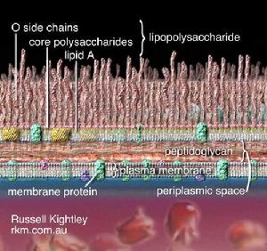 內(nèi)毒素 內(nèi)毒素