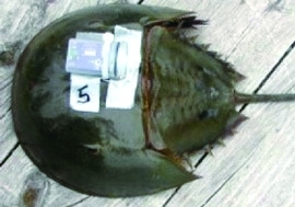 “被獻血”的鱟會得到一些蘋果汁和動物餅干以助恢復。