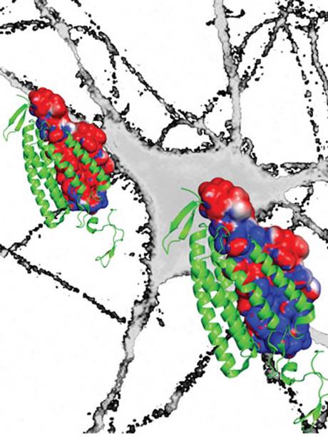 科學(xué)家建立大腦“開關(guān)”利用光脈沖有效關(guān)閉神經(jīng)活動