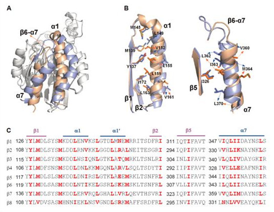 生化細胞所揭示整合素α4β7維持其低活性狀態的分子機制