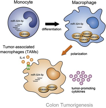 中國(guó)學(xué)者在Cell子刊揭示巨噬細(xì)胞如何導(dǎo)致結(jié)腸癌形成