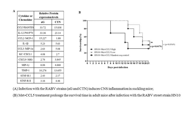 JNI:Met-CCL5可作為減輕狂犬病病毒感染的新靶點