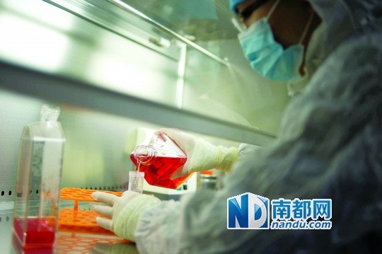 <p>    免疫細(xì)胞被重懸到無血清培養(yǎng)基進(jìn)行培養(yǎng)。</p>