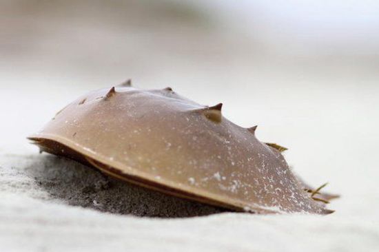 關于鱟的十個秘密